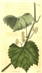 Illustrated are the toothed, 3-lobed leaves and small white flowers.  Curtis's Botanical Magazine t.2429, 1823.