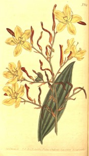 Figured are lance-shaped leaf and lax panicle of pale yellow flowers.  Curtis's Botanical Magazine t.614, 1803.