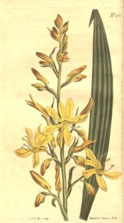 Figured are lance-shaped, plicate leaves and terminal panicle of yellow flowers.  Curtis's Botanical Magazine t.1060, 1808.