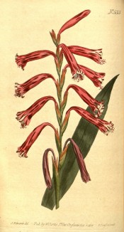 Figured is a sword-shaped leaf and spike of tubular red flowers.  Curtis's Botanical Magazine t.533, 1801.