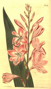 Figured is a sword-shaped leaf and tubular funnel-shaped deep pink flowers.  Curtis's Botanical Magazine t.,1072, 1807.