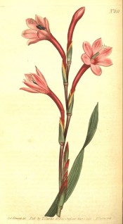 figured is a sword-shaped leaf and spike of tubular pink flowers, flared at the tips.  Curtis's Botanical Magazine t.631, 1803.