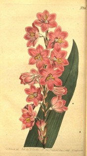 Figured is a sword-shaped leaf and spike of crowded tubular pink flowers.  Curtis's Botanical Magazine t.608, 1802.