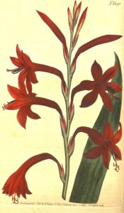 Figured is a sword-shaped leaf and tubular funnel-shaped deep red flowers.  Curtis's Botanical Magazine t.600, 1802.