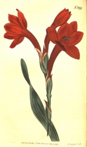 Figured is a sword-shaped leaf and tubular funnel-shaped deep red flowers.  Curtis's Botanical Magazine t.418, 1798.