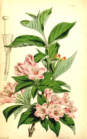 Shown are oval leaves, and corymbs of funnel-shaped, dark pink flowers, paler inside.  Curtis's Botanical Magazine t.4396, 1848.