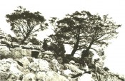 The photograph is of trees in their natural rocky habitat.  Journal of the Arnold Arboretum vol.9-10, p.1, 1928.