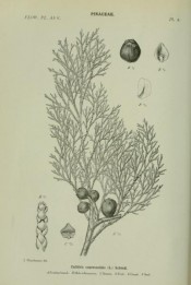 Illustrated are leaves and fruits + details of seeds.  The Flowering Plants of Africa. Thonner. pl.2, 1915.