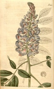 Figured are pinnate leaves and upright raceme of lilac and purple flowers.  Curtis's Botanical Magazine t.2103, 1819.