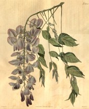 Figured are pinnate leaves and pendant raceme of lilac and purple flowers.  Curtis's Botanical Magazine t.2083, 1819.