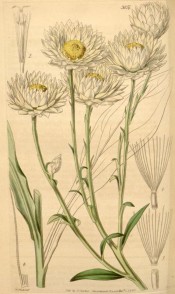 Figured are linear leaves, and white, yellow-centred daisy-like everlasting flowers.  Curtis's Botanical Magazine t.3857, 1841.