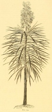 The uncoloured woodcut shows an upright stem topped with a flower spike, and drooping, lance-shaped leaves.