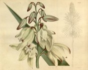 Depicted are a flowering spike with creamy-white, purple-edged flowers.  Curtis's Botanical Magazine t.1700, 1815.