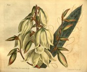 Depicted are a flowering spike with drooping creamy-white flowers and a single leaf.  Curtis's Botanical Magazine t.1700, 1815.