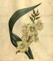 Depicted are the creamy, pink-flushed flowers and a single leaf.  Curtis's botanical Magazine t.2662, 1826.