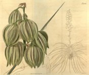 Depicted are the greenish-white pendulous flowers and an outline of the entire plant.  Curtis's Botanical Magazine t.2236, 1821.