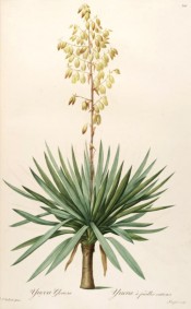 Depicted is the entire plant with dagger like leaves and spike of creamy-white flowers.  Redoute? Lilies pl.326, 1802-15