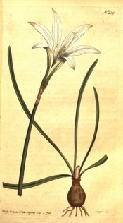 Shown are bulb, narrowly strap-shaped leaves and white, funnel-shaped flower.  Curtis's Botanical Magazine t.239, 1793.