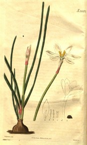 Illustrated are bulb, leaves, unopened bud  and widely expanded white flower.  Curtis's Botanical Magazine t.2607, 1826.