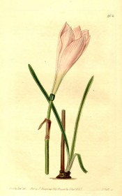 Illustrated are bulb, strap-like leaves and long pale  pink flower.  Botanical Register f.902, 1825.