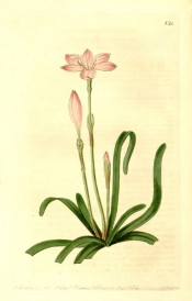 Illustrated are strap-like leaves, unopened bud  and widely expanded pink flower.  Botanical Register f.821, 1824.