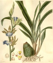 Shown are pseudobulb, leaves and spike of green, brown-spotted flowers with blue lip.  Curtis's Botanical Magazine t.2748, 1827.