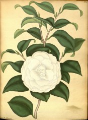 The image shows a very double white camellia with stamens in the centre.  Andrews Botanical Repository pl.25, c.1799.
