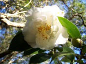 Figured is a pure white semi-double camellia with glossy green leaves.
