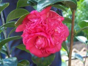 The photograph shows a very double camellia with a bright crimson flower.