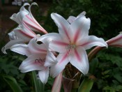 The photograph shows a crinum with white, reflexed petals each with a central red stripe.