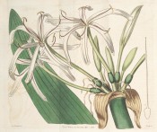 Illustrated is a large crinum with a large umbel of narrow-petalled white flowers.  Curtis's Botanical Magazine t.1073, 1807.