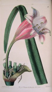 Figured is a beautiful flask-shaped crinum with pink flowers, white on the inside.