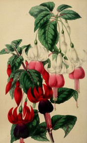 2 fuchsias are illustrated, both singles, one with a white and red flower the other purple and red.