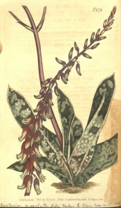 Figured are 2-ranked fleshy leaves with terminal spike of red and green tubular flowers.  PHS p.67, 1799-183.