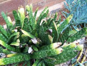 The photograph shows a succulent with deep green, white-spotted sword-shaped leaves.