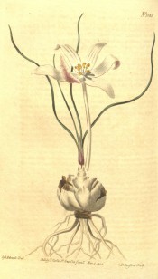 Figured is a bulb with a white, pink-tinged flower. BM t.1088/1808