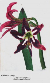 Figured s a Hippeastrum with deep red trumpet-shaped flowers. Herbert's Appendix p.53/1821.