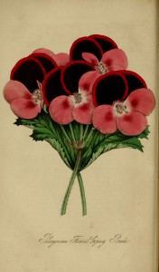 Figured is a geranium with perfectly circular flowers, the petals dark at the top, pink at the bottom and white in the centre.