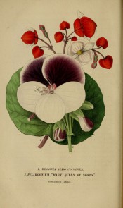 Pictured are a geranium with purple and white flower and a begonia with red and white flowers.