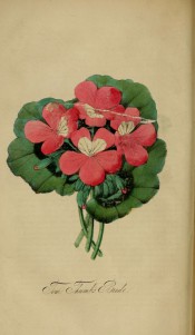 Figured is a geranium with clear pink flowers with a white spot on the upper petals.