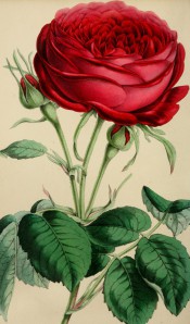The illustration shows a deep red-purple rose, very double, with bright green foliage.