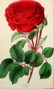 The illustration shows a deep orange-red rose, very double, with bright green foliage.