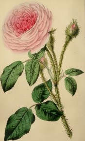 Illustrated is a beautiful, very double, pale pink moss rose.