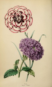 Figured is a carnation with white flowers with pink edging and a lilac verbena.