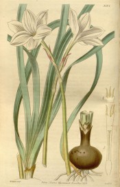 Illustrated are bulb, narrowly strap-like leaves and widely open white flower.  Botanical Magazine t.2737, 1840.