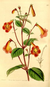 Shown are leaves and flowers with red tube, an orange flush below and yellow throat.  Curtis's Botanical Magazine t.4077, 1843.