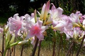 The image shows shell pink trumpet-shaped flowers with a darker pink centre.  Camden Park, 2005.