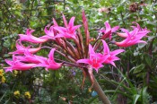 Figured is a large umbel of deep pink, boat-shaped flowers.  Camden Park.  Colin Mills.